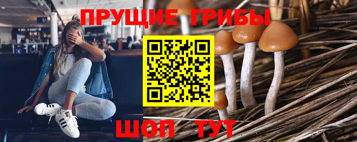 Обнинск  Псилоцибиновые грибы Psilocybine cubensis  закладки  Вход с VPN 
